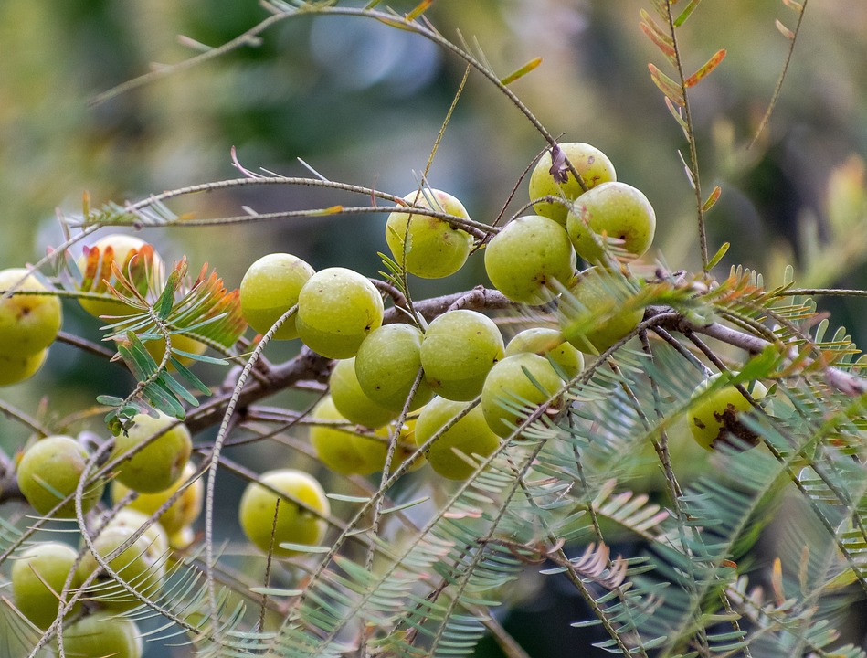 Amla chutney is very healthy, apart from increasing strength, it gives the body relief from many diseases