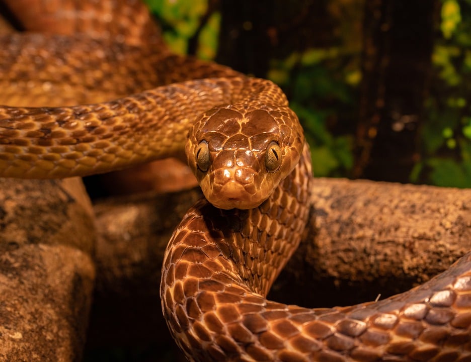 If you see a snake of this color in your dream, then understand that your luck has shone