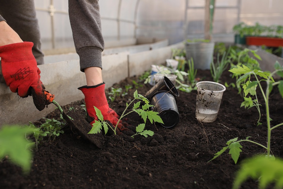 These vegetables are hidden, the experimentation will not be the contagious and neither health