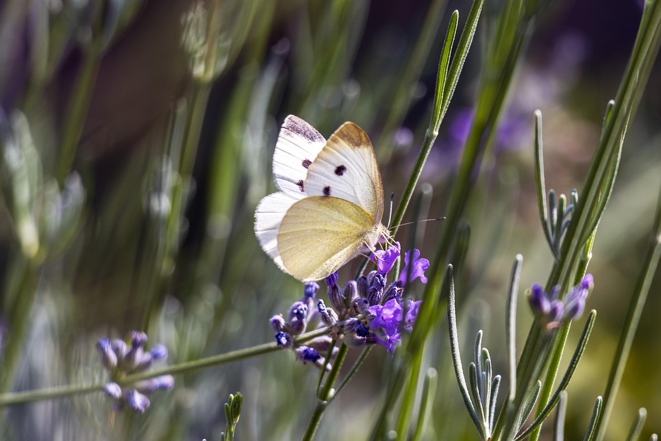 Naturally doctrine the body with English medications, follow these tips, never will be ill