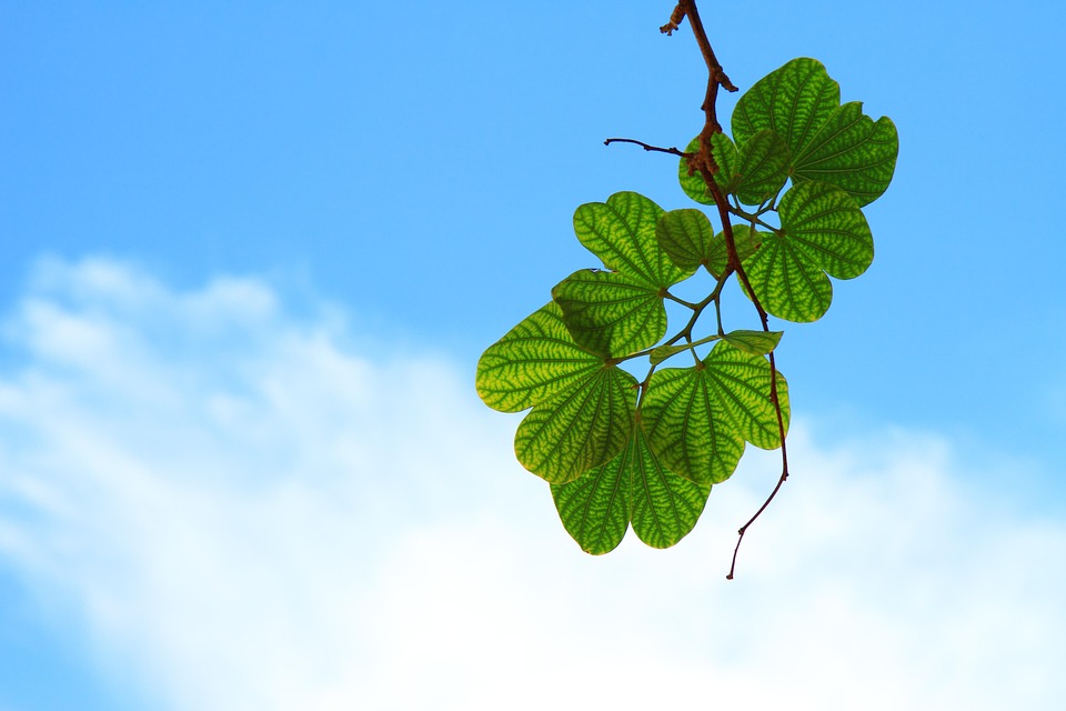 Do not plant in the house, not distinguishing husbands and housing obstacles in Lave Marriage
