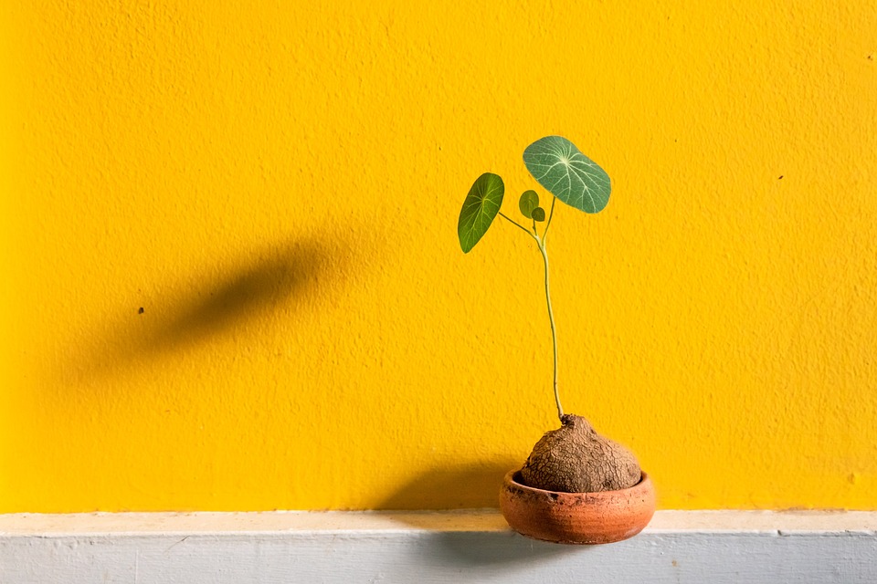 The growing cold-ridden oil trend in the people, is it really healthy or only marketing stunts? Read all information here