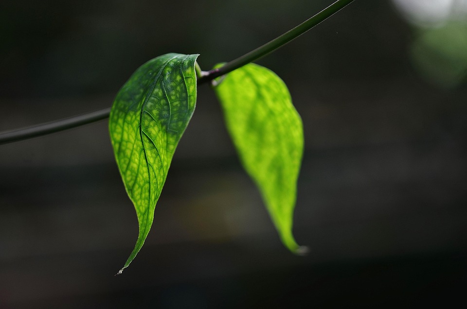 Plant in face before bedtime coconial oil, bound to pimples will be less