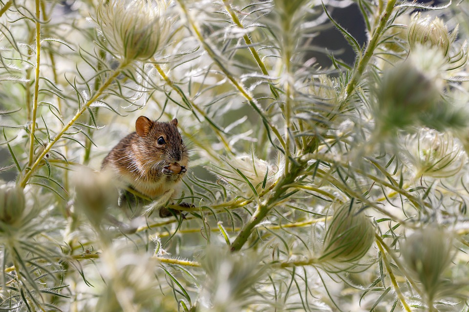 The rats have done at home, then steal the house in these ways, the rats will not have to be killed, read 3 cheek measures
