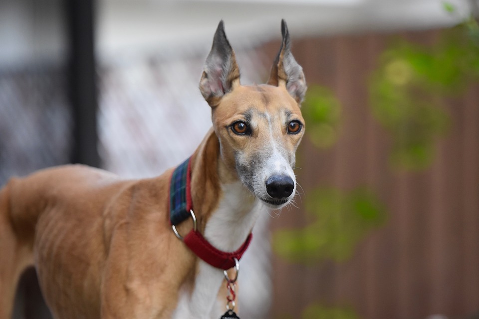Adopt to save pickles from mold these 5 ways to remain intact – News-Patiala English