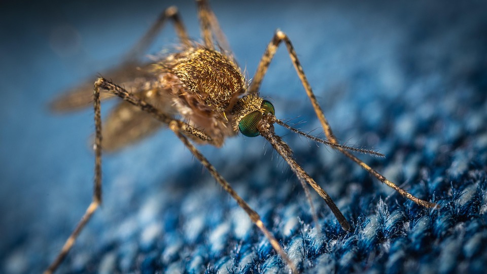 Make mosquito spray with these things to avoid dengue mosques
