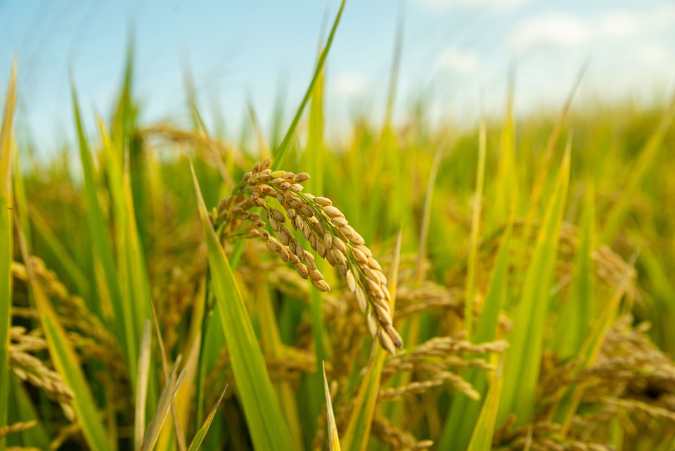 Will not be on rice and white insects are of great work these 7 cheap and unique ways to live for 2 years Fresh …