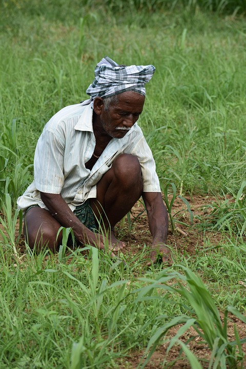 It will not take a farmer, crop before planting paddy