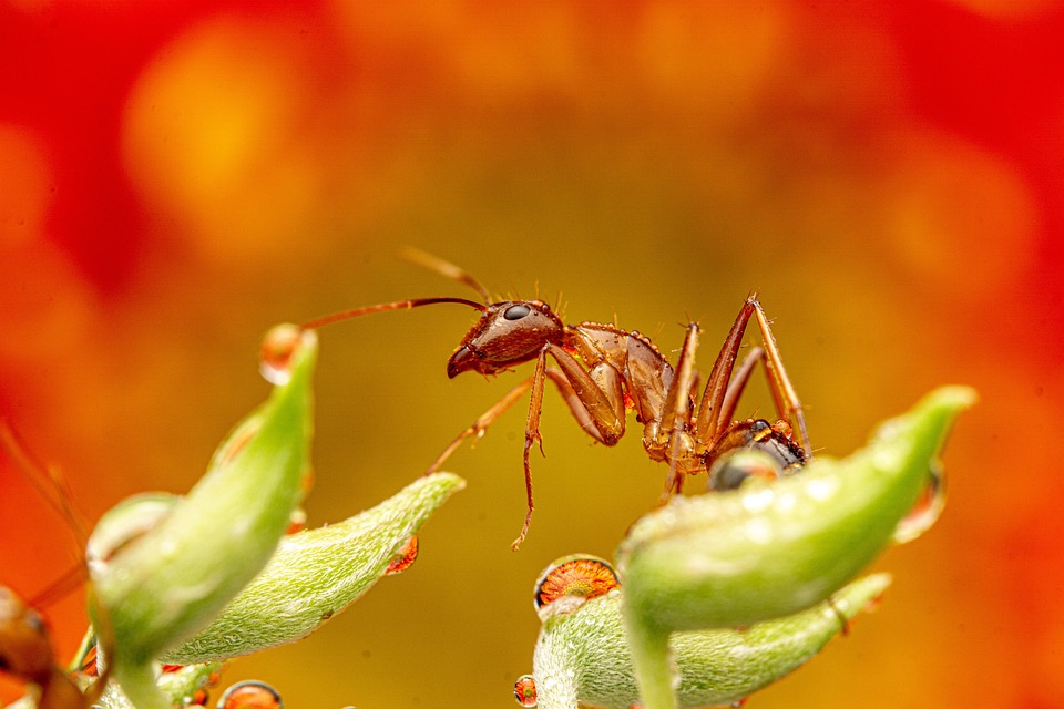If the ants in the house is the line, what do it give the signal, red or blacksmith?