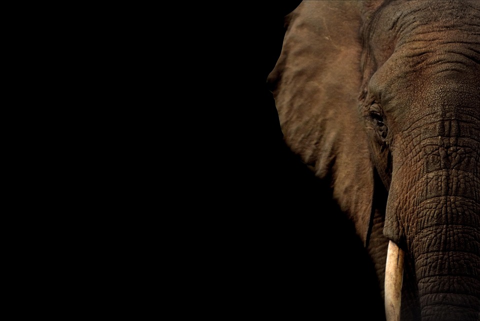 Not elephants are also in pork teeth very expensive! Read here is the reason for being expensive and its advantages of pork teeth