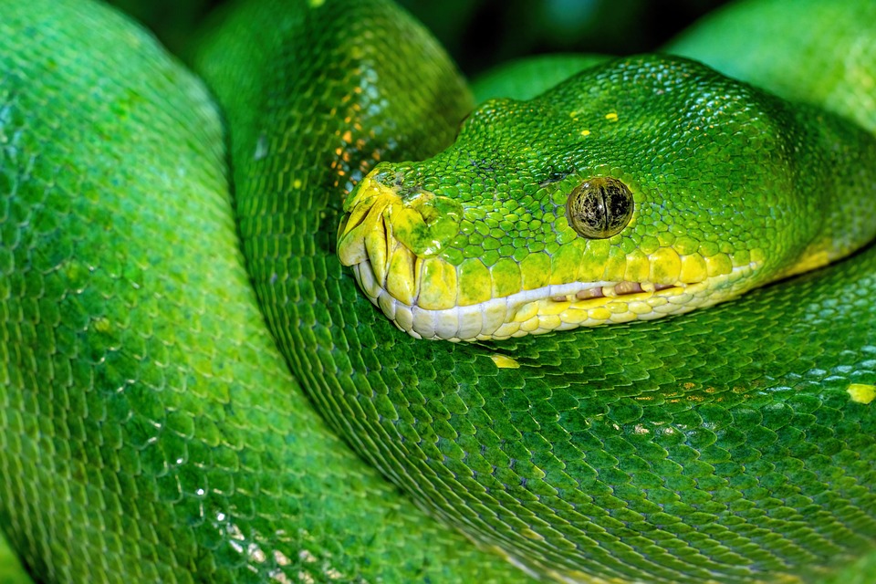 The snakes got to keep the snakes away from home will not even walk near the house, just back