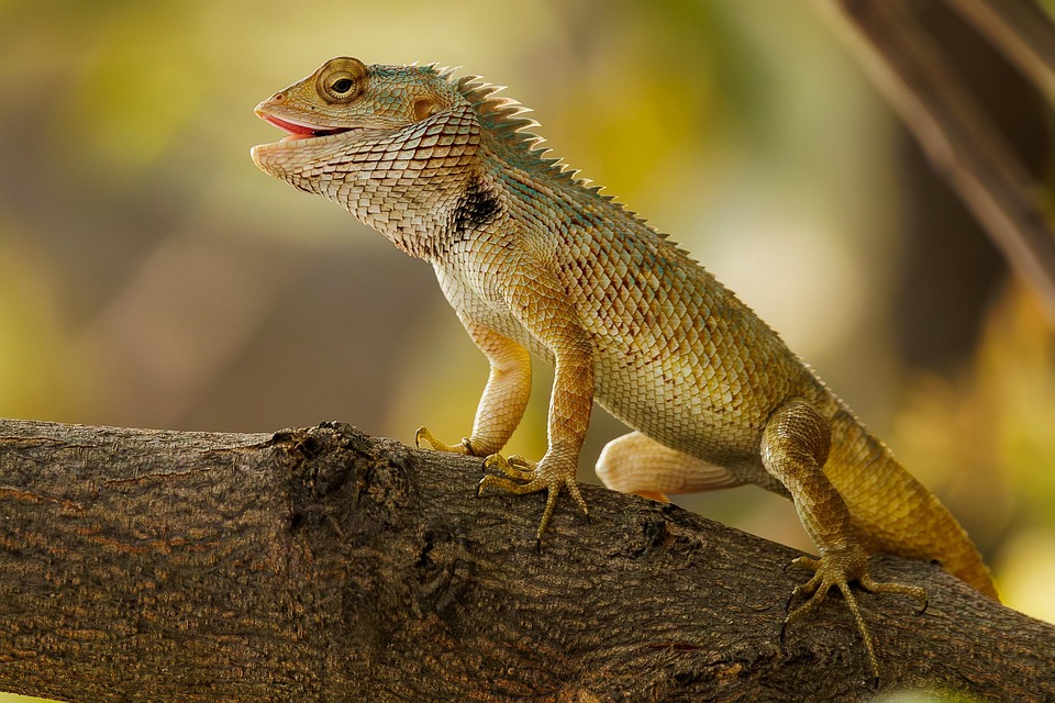 Lizards will run away from home on their own, just follow this ₹2 home remedy – News-Patiala ਪੰਜਾਬੀ