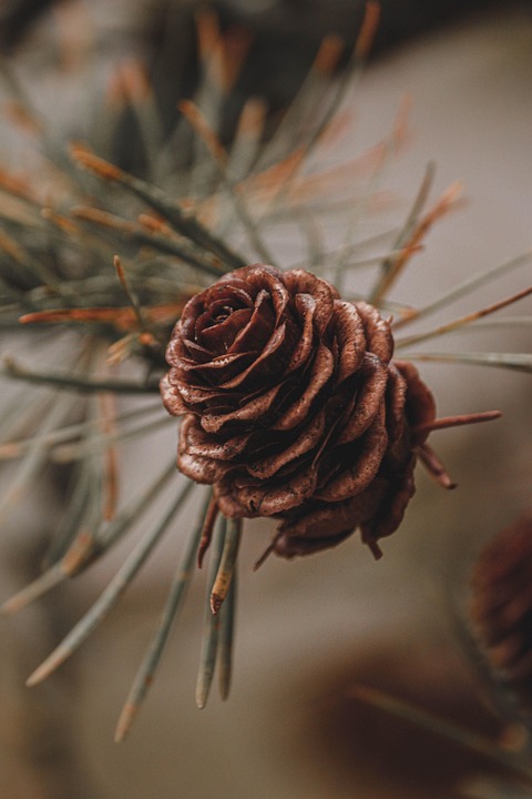 Can a tree so miraculous advantage? Diabetes and effect in cancer treatment, know