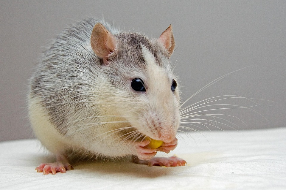 Rats are mochadled destruction? So sprink in the kitchen, this spice will be overnight … – News-Patiala English