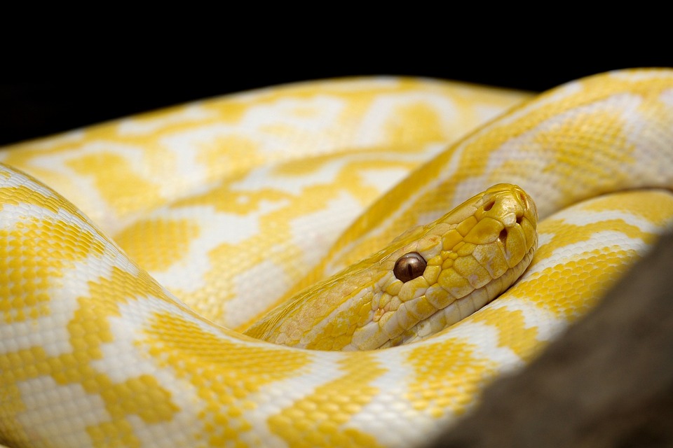 Can the snake’s poison kill elephant? Knowing you too will surprise