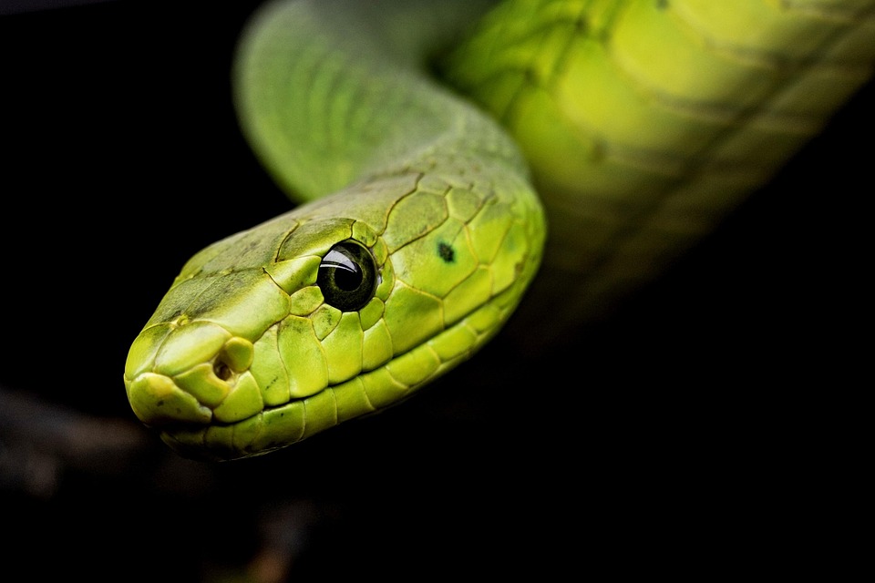 It is not a snake, the silent killer … pain, not any sign, but this Cobra father