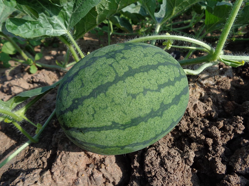 Make watermelon from peel from peeled plants will also be the best growth, too much increase in summer,