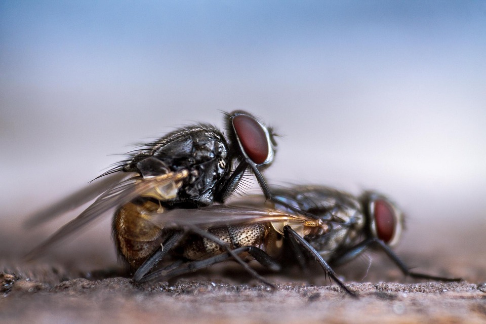 Flies, but not bite! Is a snake in the world that looks like people