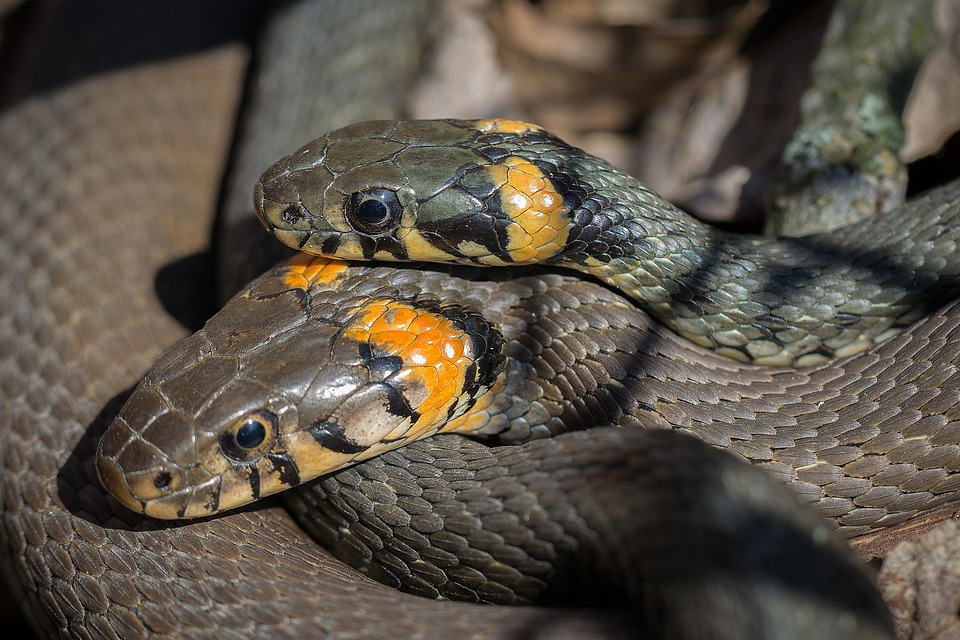 Is the snake’s egg toxic? Eating can be death! Know the Truth from Experts …