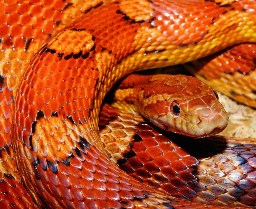 Snake eyes or spy camera? Picture of the enemy Save, the secret of revenge came