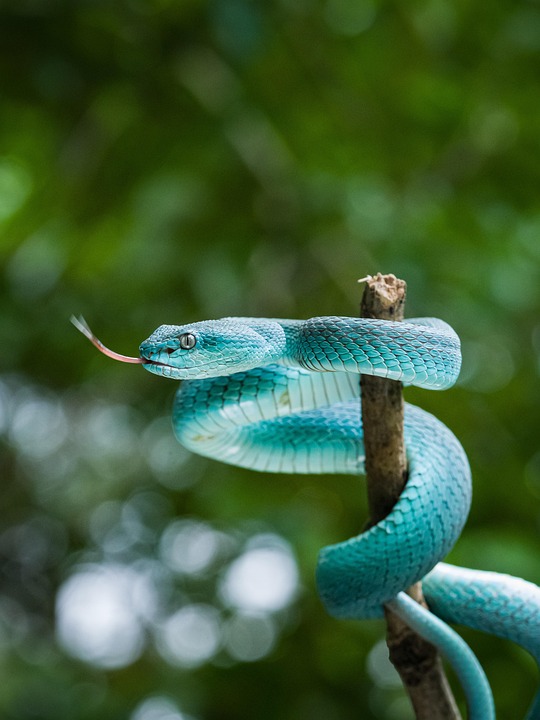 Snake Repelllete Plant: Apply on the door of the house these plants will not even arrive