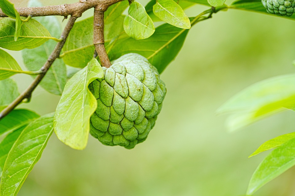 Which fruit is Ban in flight? Forcending these 4 things forbidden!