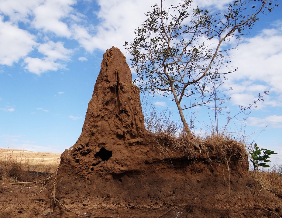 Termites Control Trick: Are you upsetting from the muse? Do not be afraid, kill these 7 things for dirty and your household baggage will be new