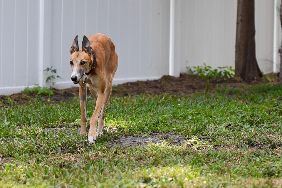 Adopt to remove the rust on scissors, knife and keys … – News-Patiala English