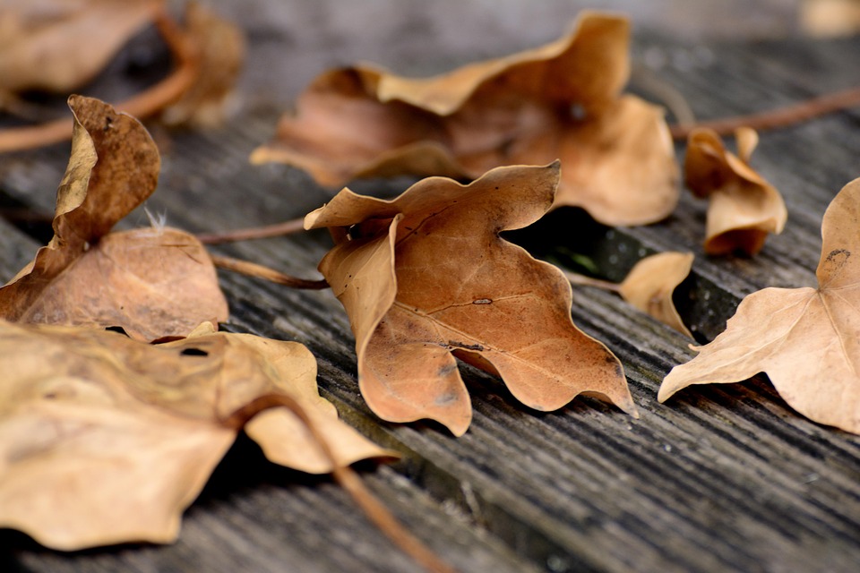 These leaves will come to knee health, relief from pain pain, here’s Read here other health benefits