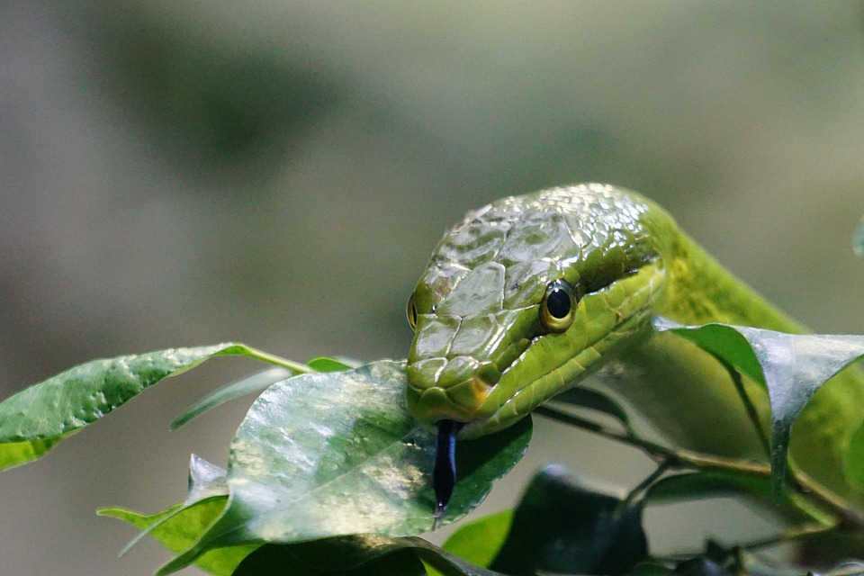 Soffing to keep snakes away from home will be in the scene of coconut, minutes