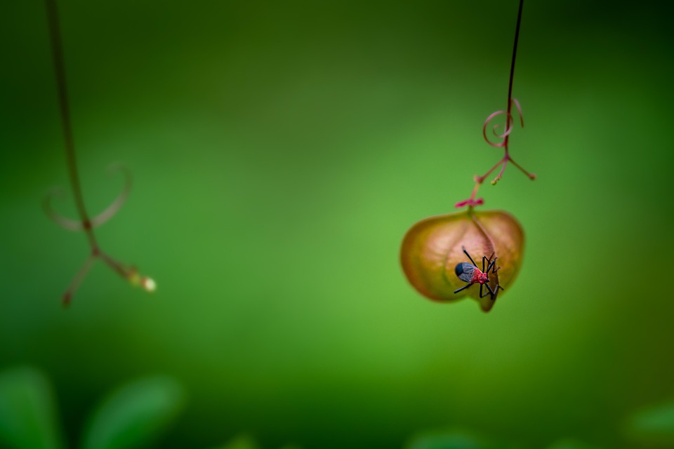 Insert a diamond ring in rupees alone 20,000. Now everyone will want to know how?