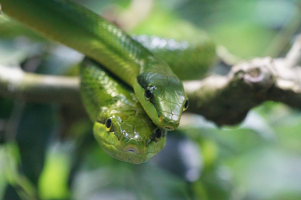 The snakes run away from the scent of these 8 planes, one can escape, the serpent is not even near you