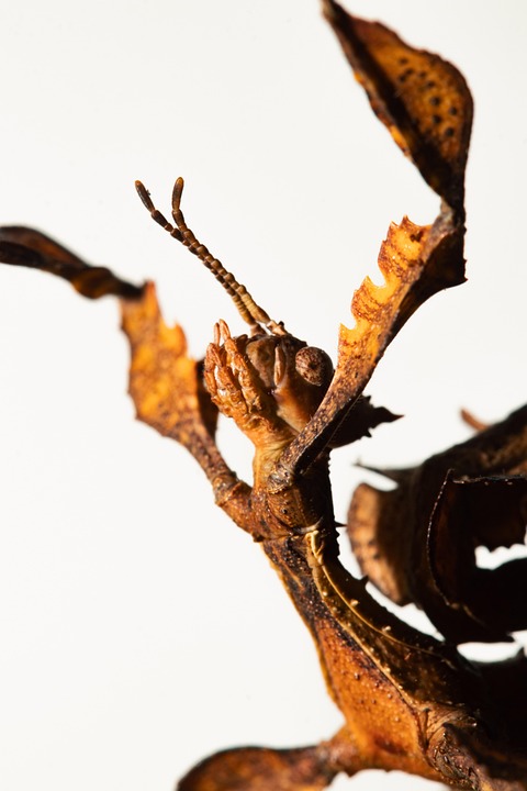 Insects come around the lights at night! Get relief with these 5 effective home remedies