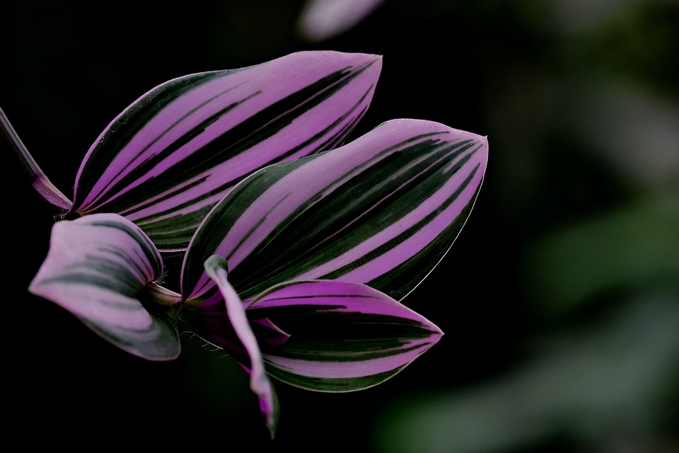 They do not close their eyes even while sleeping, these animals sleep with their eyes open, it is a mistake not to go close