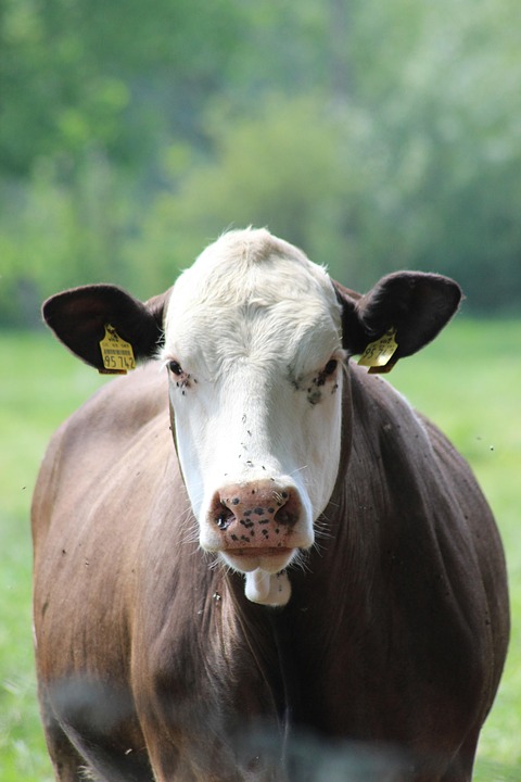 The Charisma of Medical Science: Cholesterol, Fatty Liver and…