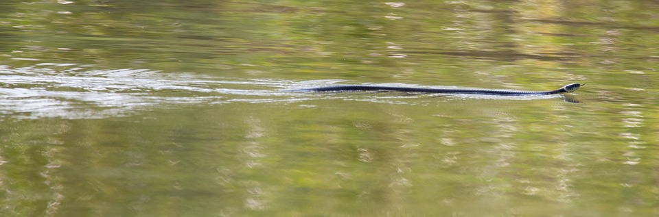 Do snakes enter your house in winter?… Follow these tips, you will get a sure solution – News-Patiala Punjabi