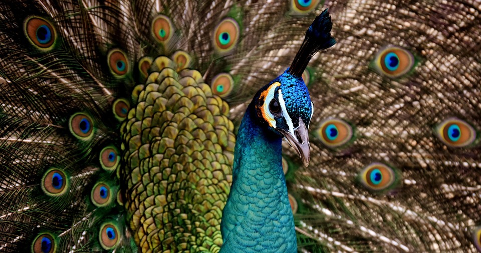 Does having a peacock feather in the book make the mind more focused on studies? Read here about faith