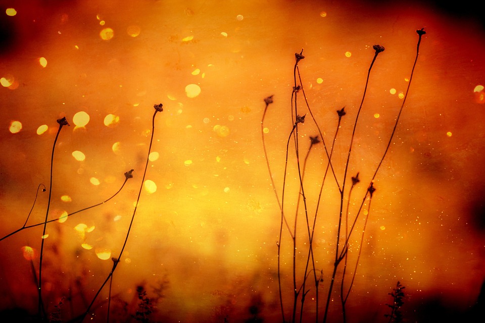 Orange vs Tangerine | Orange Vs Kinnu.. Do you know the difference between the two? – News-Patiala Punjabi