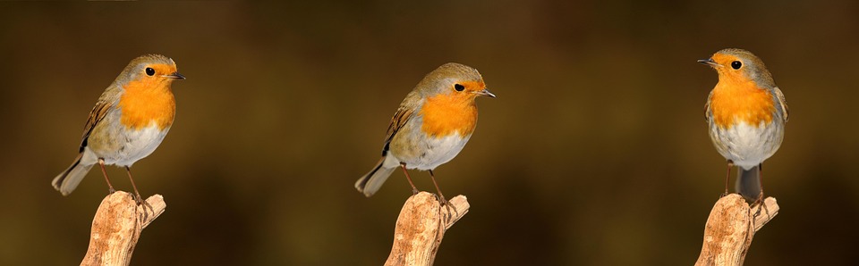 This is the world’s oldest living creature, still alive for years – News-Patiala Punjabi