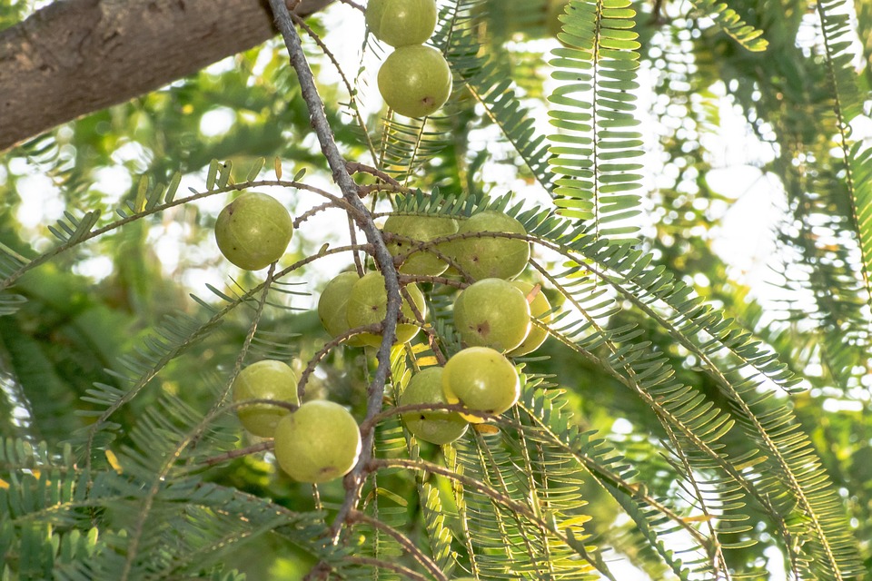 Why amla is special in winter? Best for children and the elderly, use this way and boost immunity, Why is Amla special in winter? Best for children and the elderly, use it like this and immunity will be boosted Life