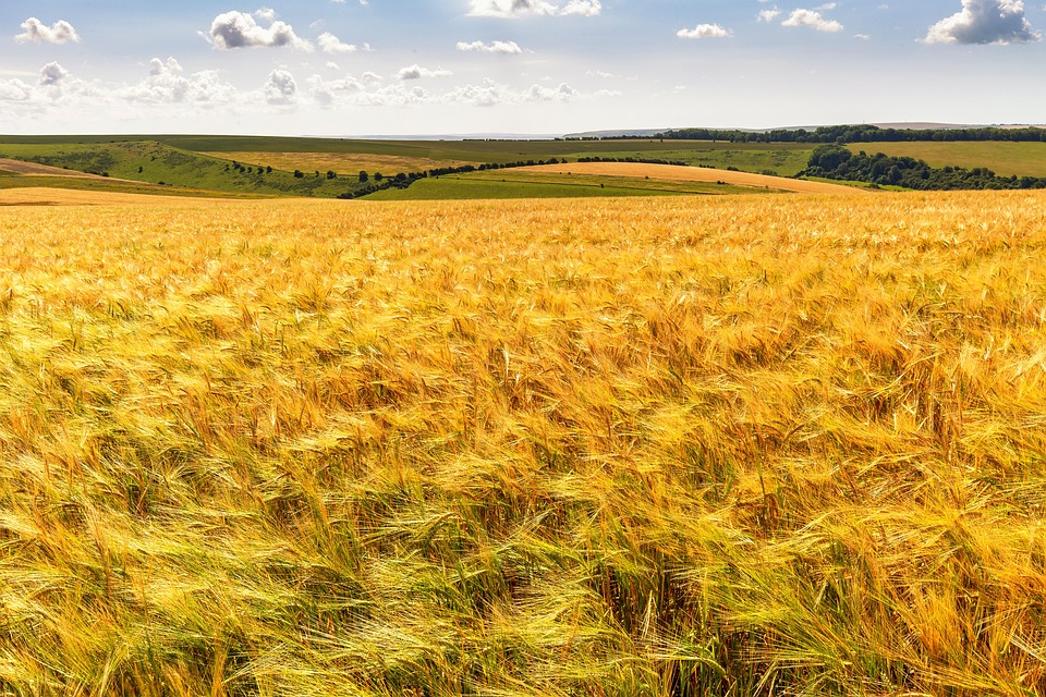 Agriculture Tips: If you are fond of gardening, know which soil is the most fertile for your vegetables! Agriculture Tips: If you are a gardening enthusiast, then know which soil is most fertile for your vegetables! | Life