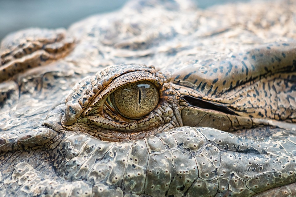 Are crocodiles immortal and immortal? Know here this important information related to crocodiles Life