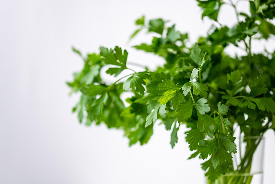 Coriander often goes bad? Follow these 5 easy storage tricks and keep coriander fresh, fragrant and green for a whole week, Does green coriander keep going bad? Follow these 5 easy storage tricks and keep coriander fresh, fragrant and green for a whole week. | Life